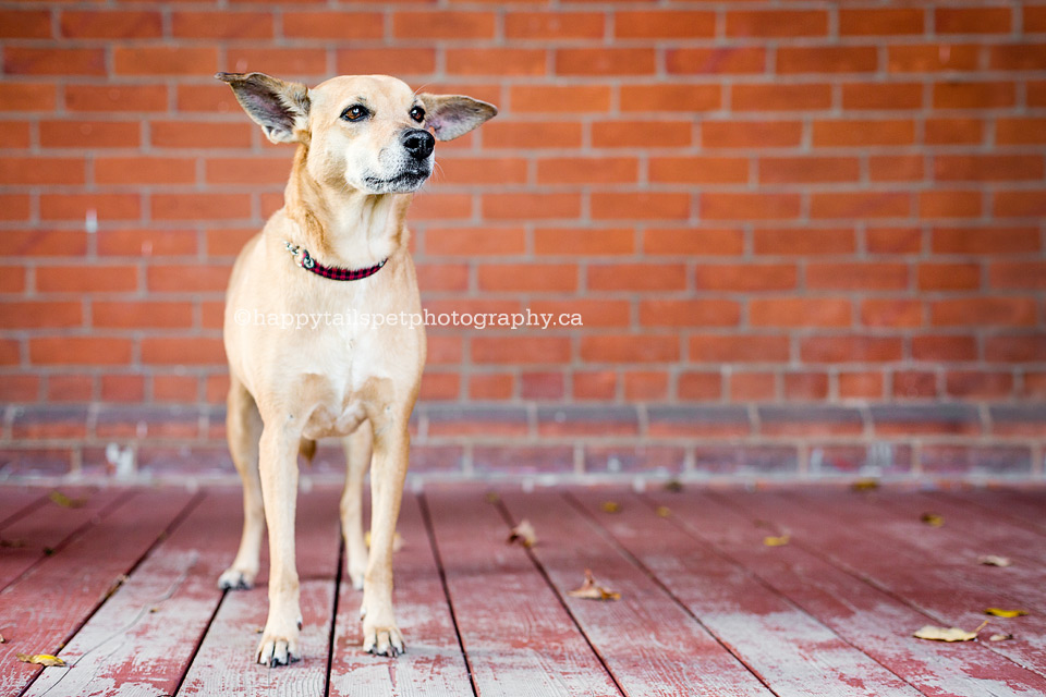 Urban and rustic dog photography by Happy Tails Pet Photography