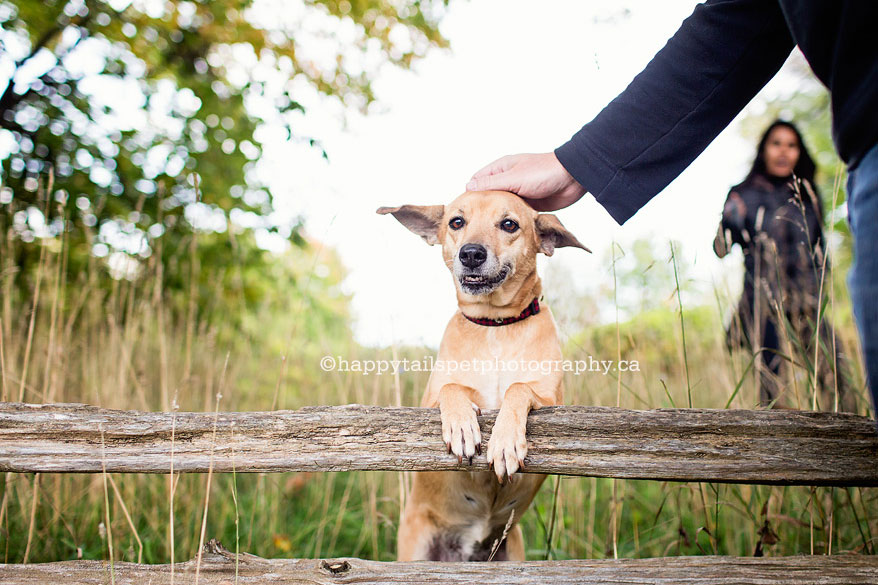 Happy, smiling dog getting pet by owner in beautiful outdoor setting in Ontario.