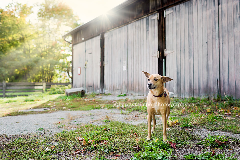 Dog photographer captures cute dog in sunbeams at rustic barn at Bronte Creek Provincial Park.