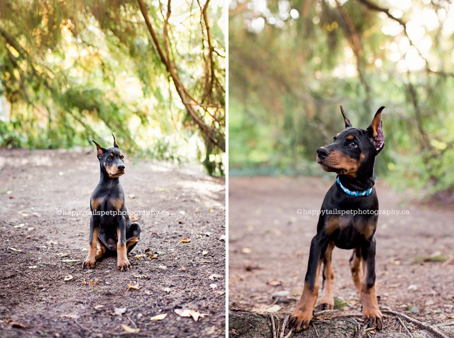 Small dog in wooded area in upscale Oakville, Ontario neighbourhood.