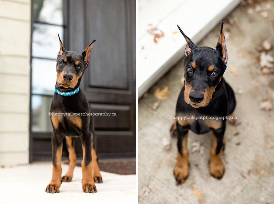 Doberman puppy portraits by Ontario dog photographer.