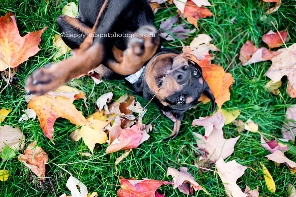 Fun and playful pet photography in Oakville, Burlington, Milton and the GTA.