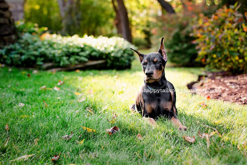 Dog portrait in outdoor green space with natural light.