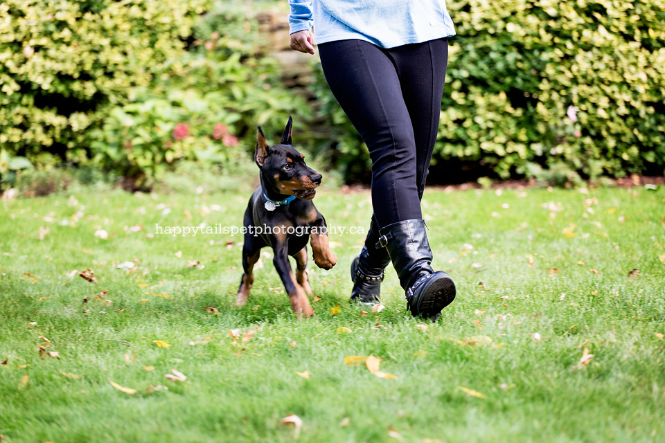 A doberman puppy runs and plays with owner at Oakville home.