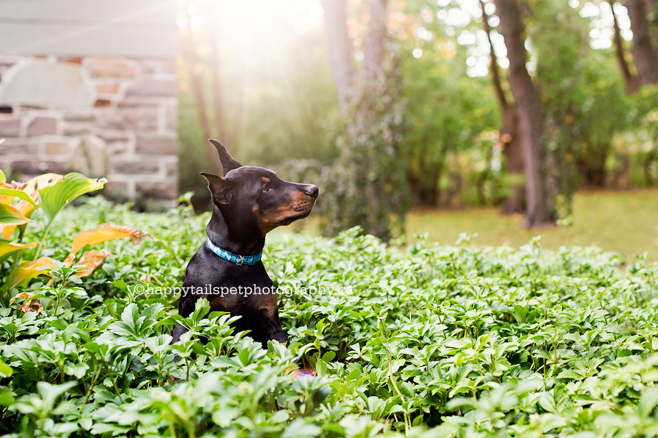 Pet pictures with personality by Ontario dog photographer.