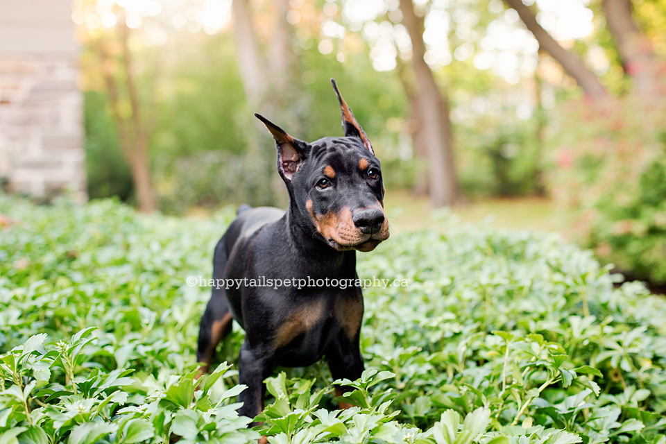 Ontario dog photography in natural environment.