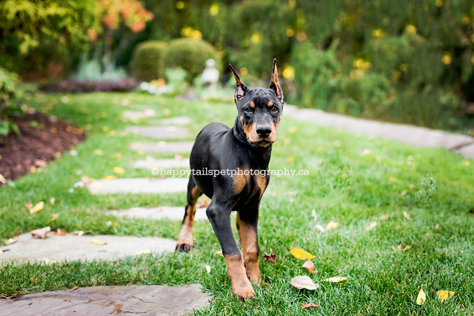 Black and brown doberman dog on outdoor path in lush Oakville backyard.