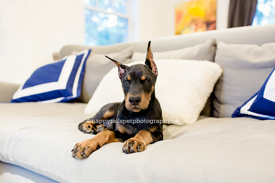 Ontario puppy portrait at home on comfortable couch.