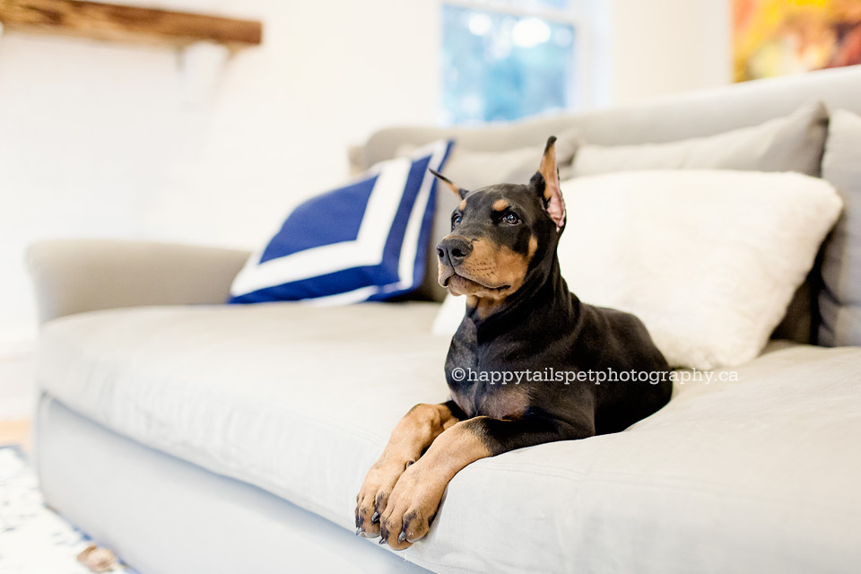 Cute puppy on the couch in Oakville home with beautiful design.