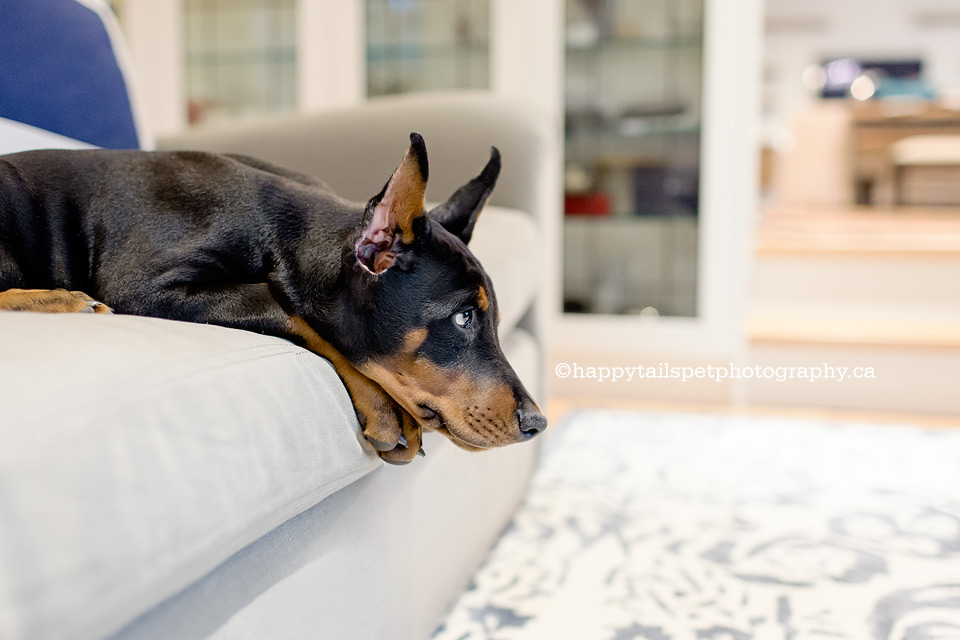 Tired pup on the couch at the end of a fun GTA pet photography session.