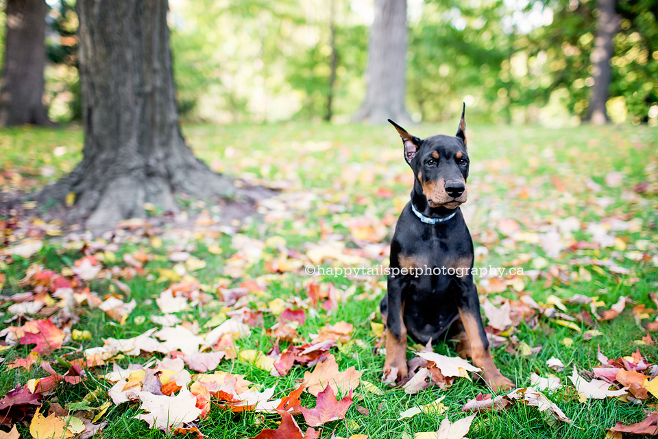 Outdoor dog photography of cute doberman puppy in the GTA.