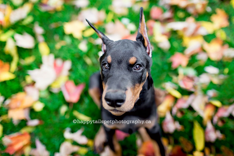 Doberman puppy in fall leaves by Oakville dog photographer Happy Tails Pet Photography.