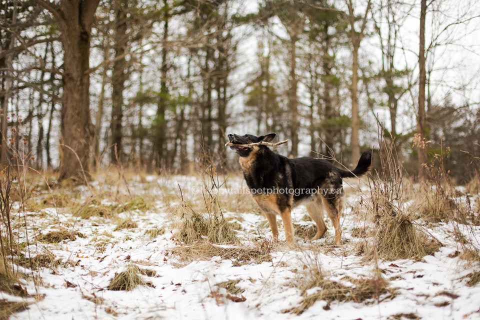 German Shepherd dog with stick in Ontario forest.