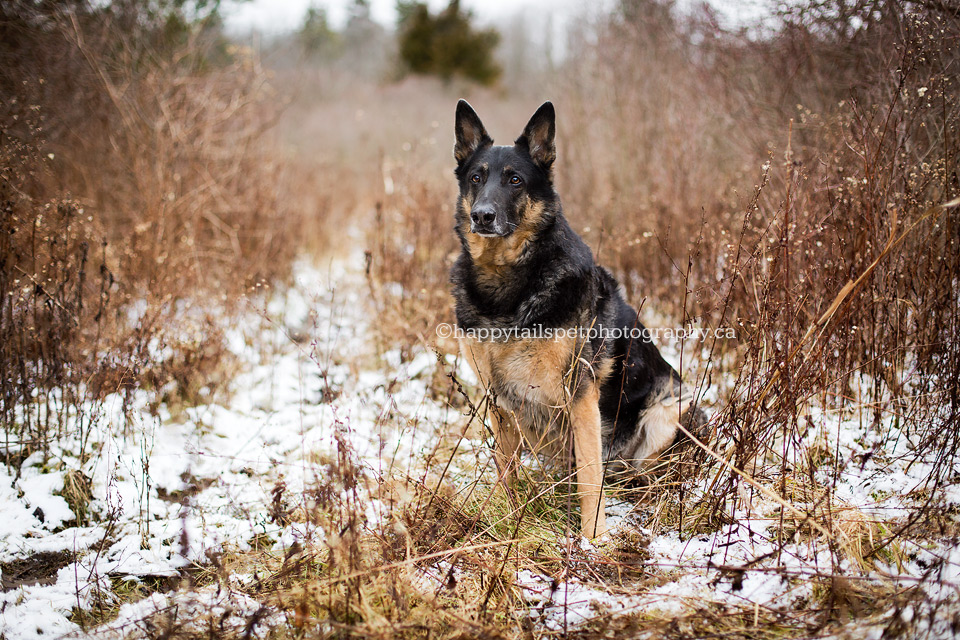 German Shepherd dog portrait by best dog photographer in Ontario.