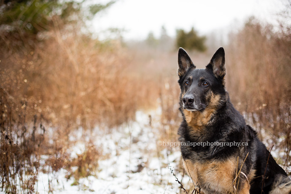 Dog photographer in Niagara, Golden Horseshoe, Halton.