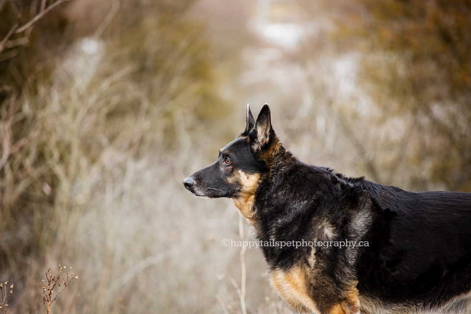 Candid dog photography of German Sherperd dog on the trail at Shorthills Provincial park, Ontario.