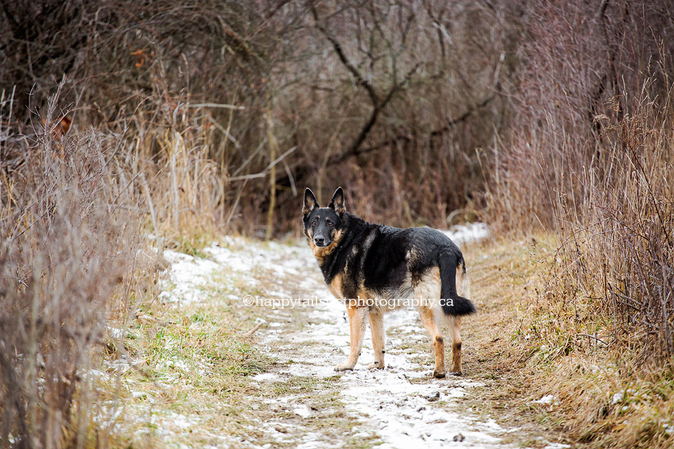 Niagara dog photos by Happy Tails Pet Photography.