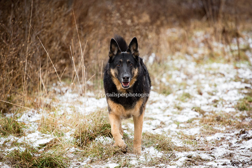 Dog photographers Ontario, natural pet photography.