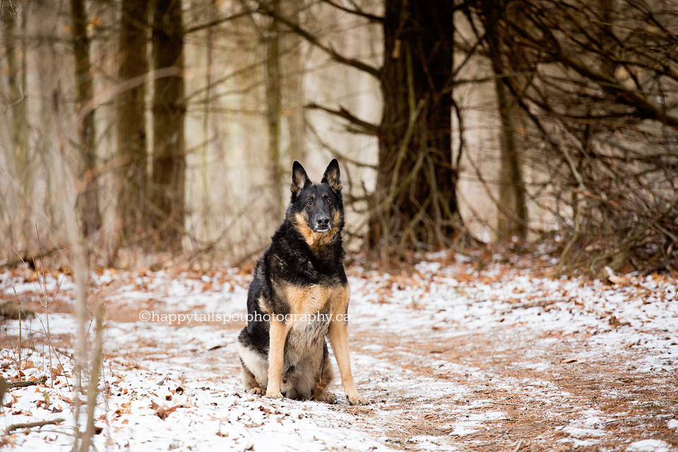 Dog photographer Niagara takes authentic pet photographs.