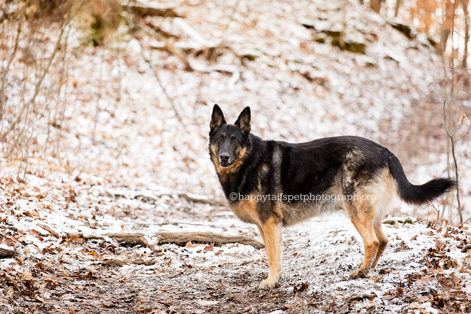 Happy German Shepherd dog on a trail at Shorthills Provincial Park at winter dog photography session.