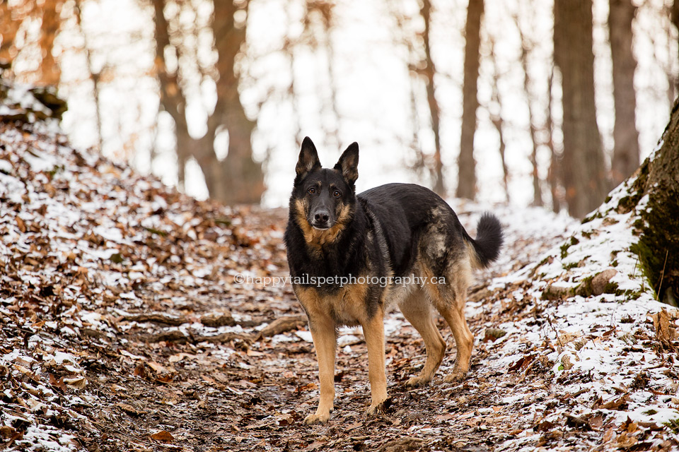 Dog photography with personality in Southern Ontario.