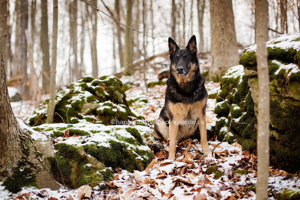 Dog photographer near me, outdoor pictures.