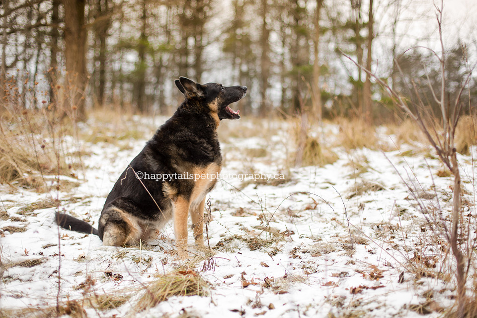 A dog outside with mouth open makiing noise.