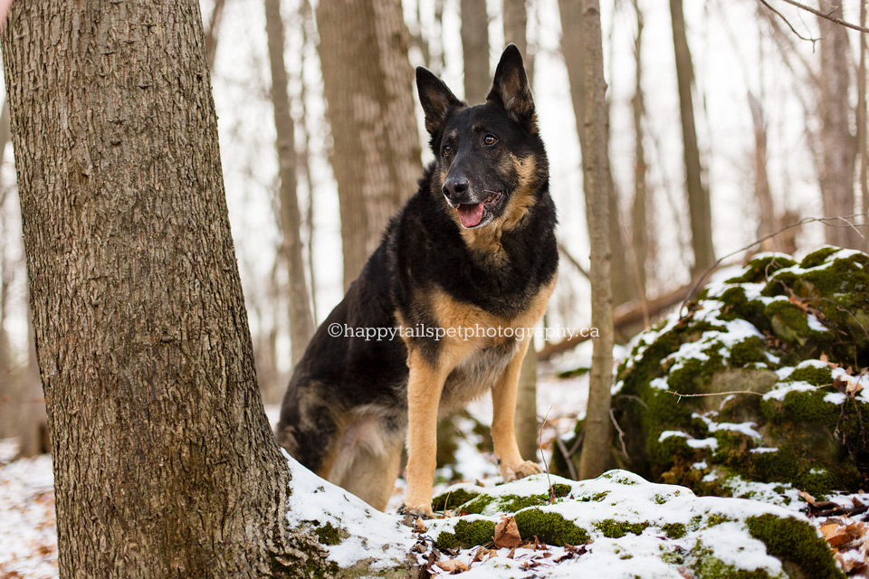 Pet photography Niagara.