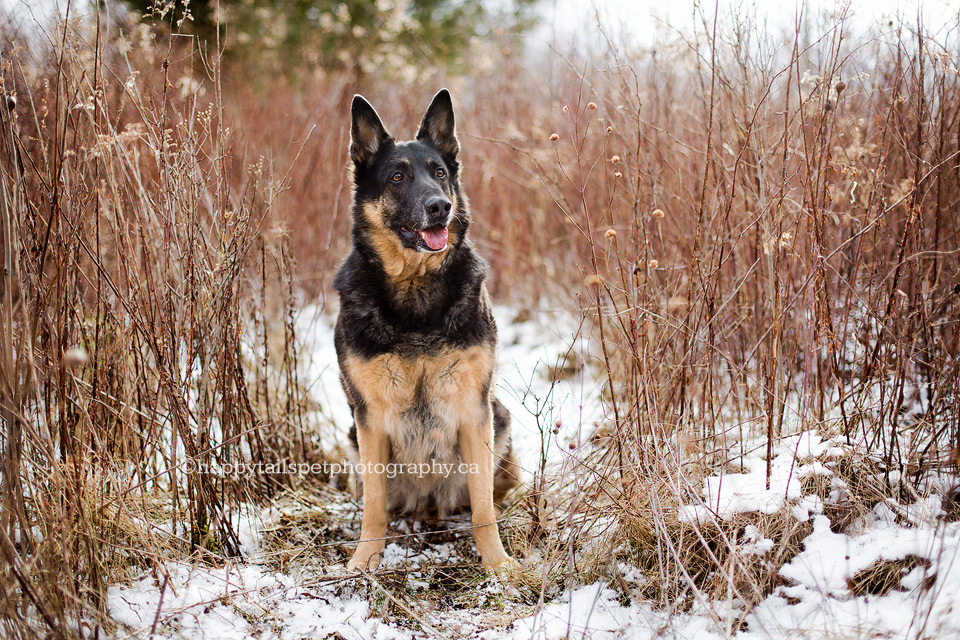 Pet photography Hamilton Ontario.