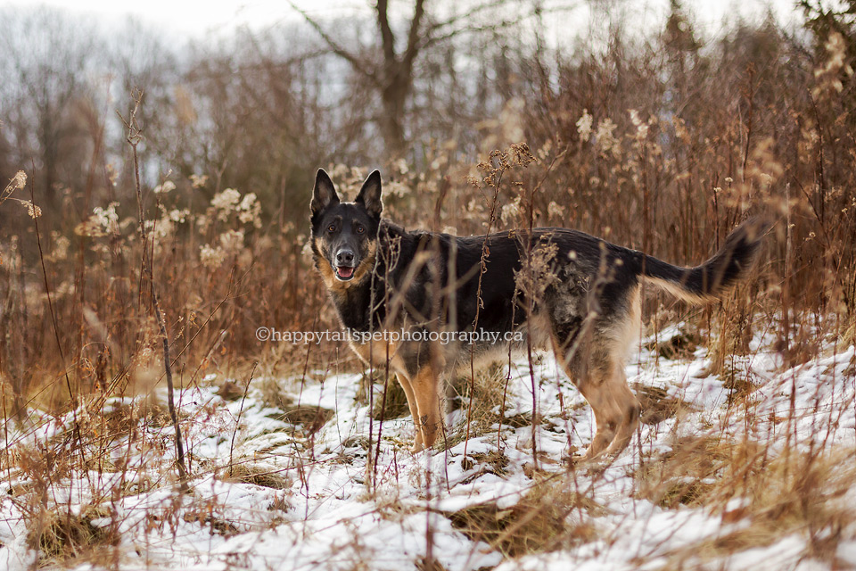 Beautiful German Shepherd outside in tall grass, Ontario.