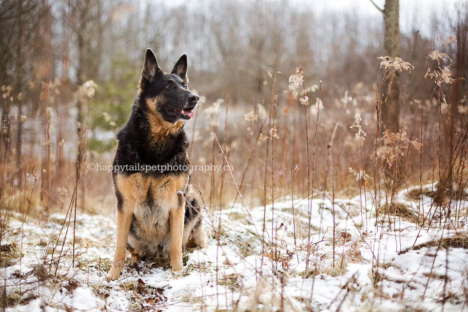 Best Ontario dog photographer.