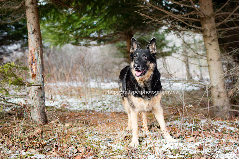 Beautiful dog photography in Ontario provincial park.