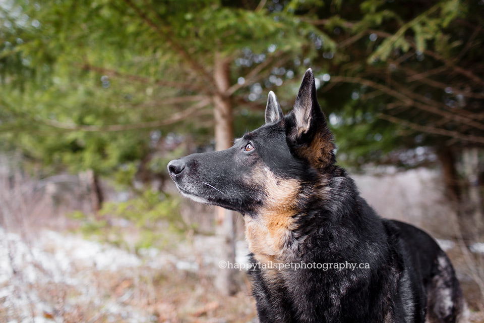 Modern Ontario pet photography.