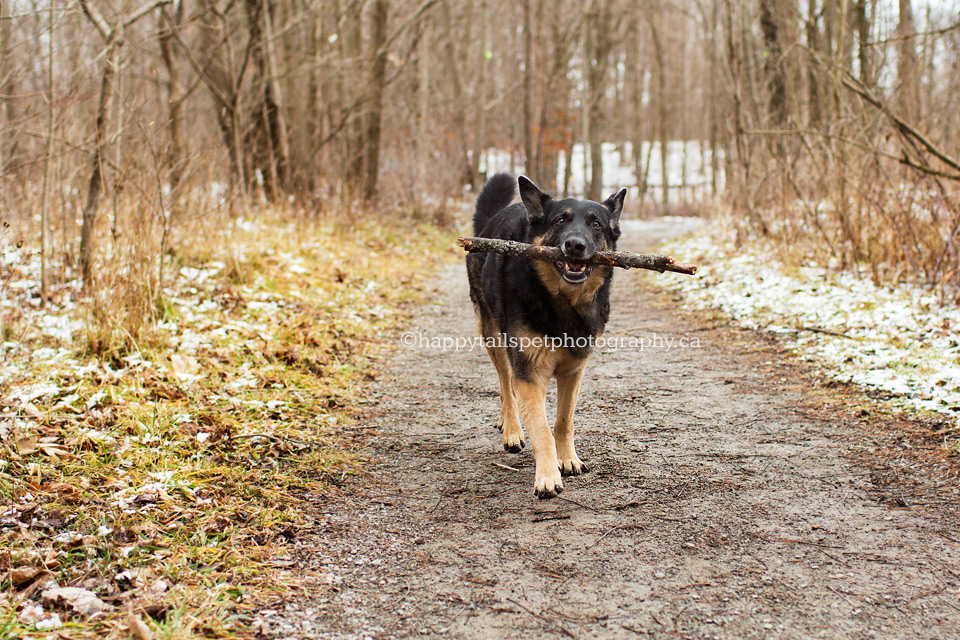 Expressive dog photography in Ontario of dog with stick.