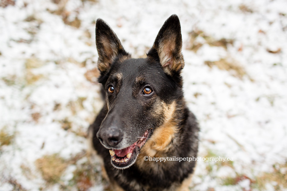 Best Niagara dog photos by Happy Tails Pet Photography.