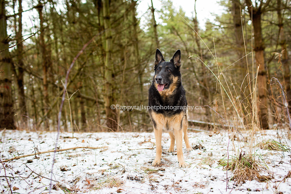 German Sheperd dog in Wellend provincial park.