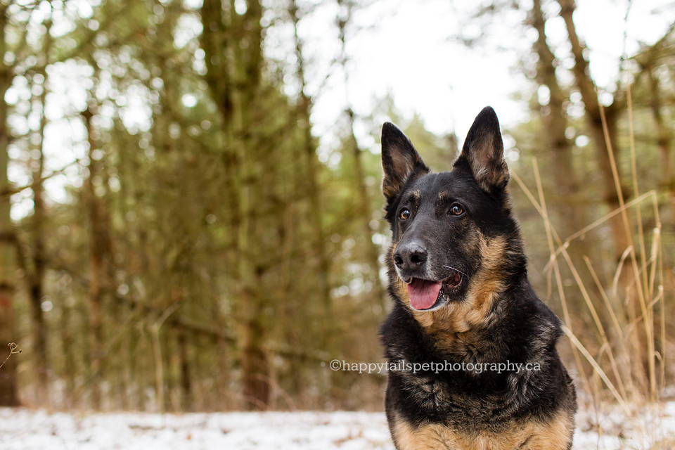 Winter dog photography in Ontario.