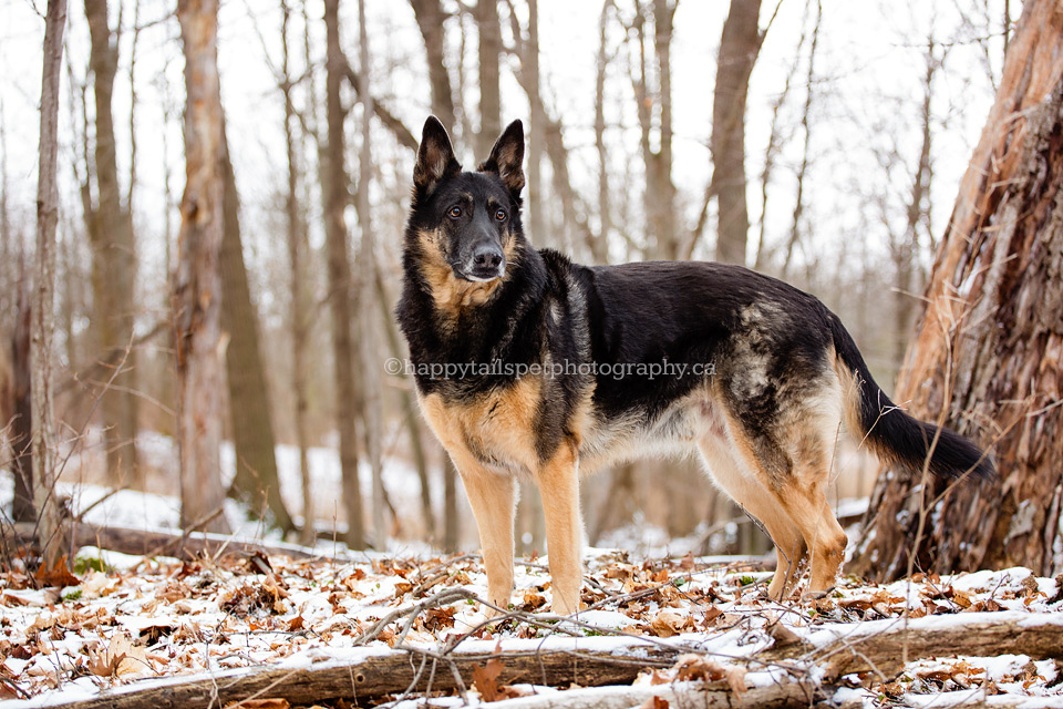 Winter dog portraits in natural forest by niagara pet photographer.