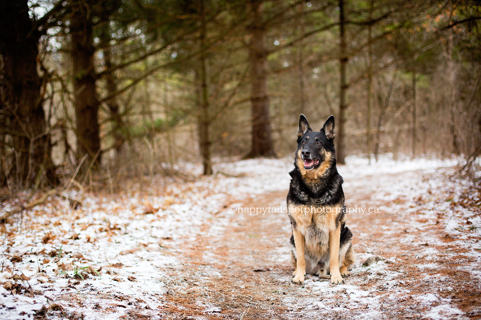 Natural dog photography in Niagara and the Golden Horsehoe.