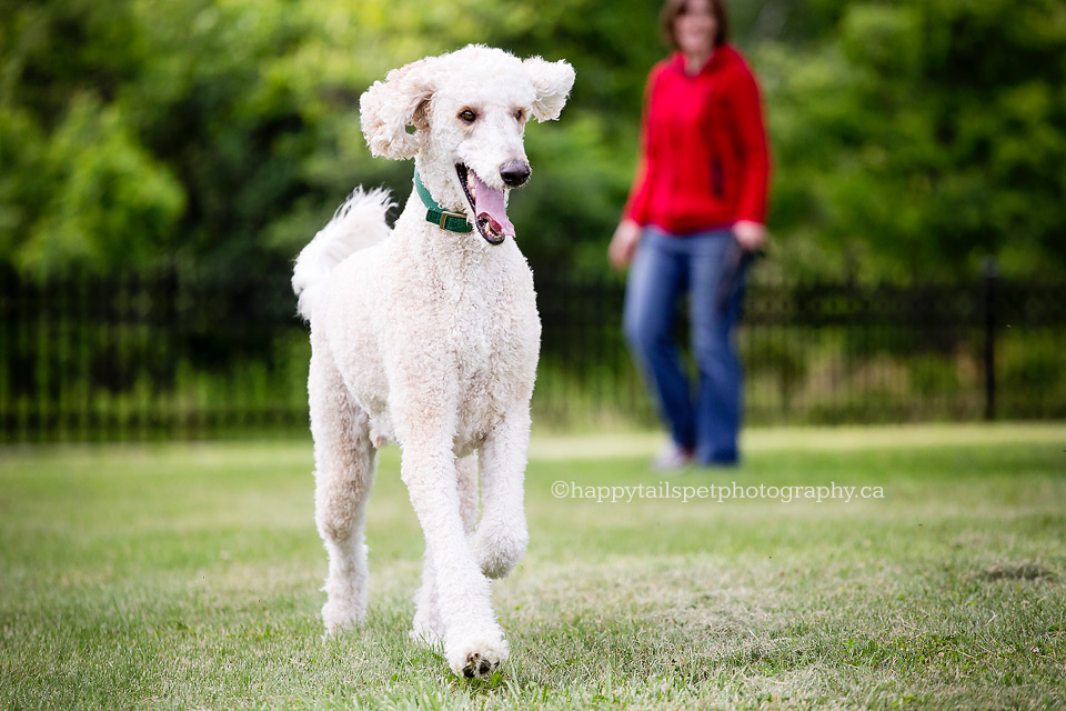 Ontario dog photography of happy poodle in conservation area.