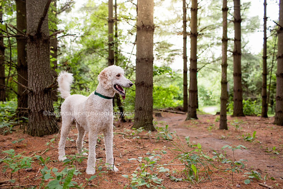 Candid dog photography in natural environment by Happy Tails Pet Photography