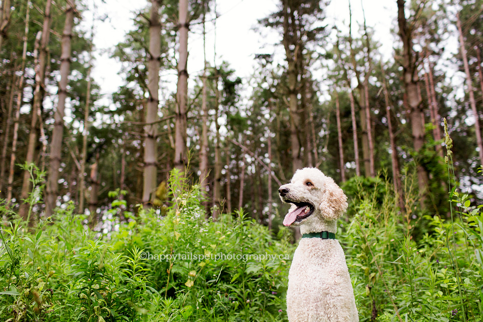 Environmental Ontario dog photography of poodle in the woods.