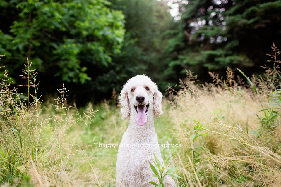 Happy cream poodle in tall grass at Christie Lake field, Dundas..