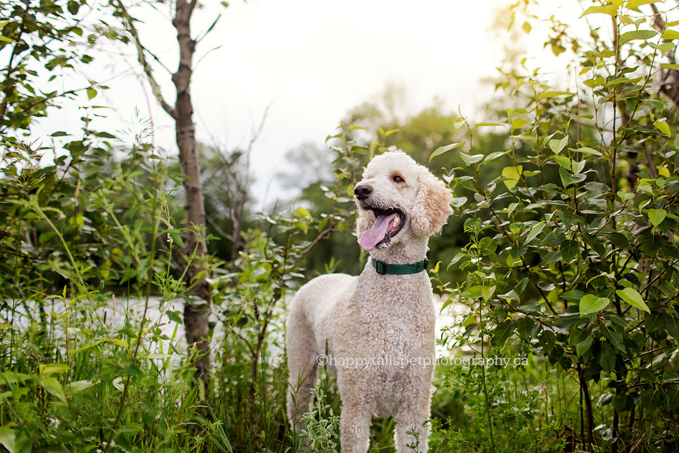 Sunset dog portrait at Hamilton Conservation Authority lake.