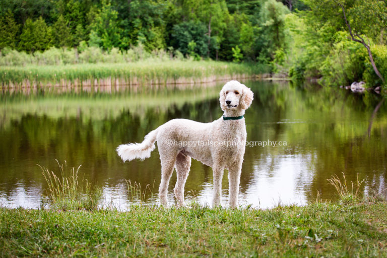 Pet dog stands at lake in beautiful park in southern Ontario.