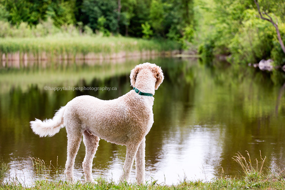 Poodle looks at the lake in photo by Burlington dog photographer.