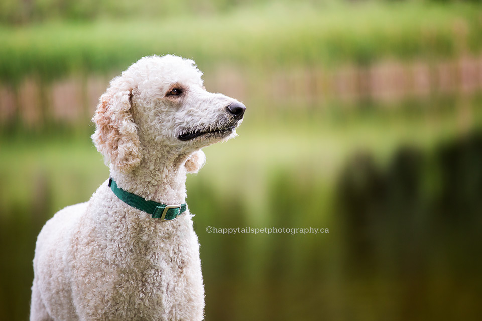 Candid and natural dog portrait at Hamilton, Ont. park.