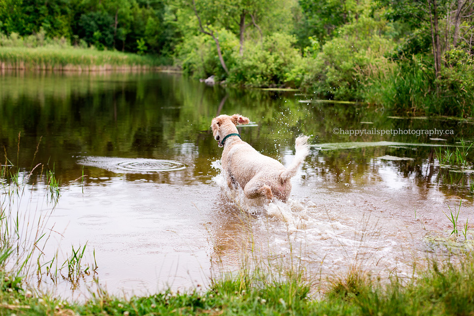 Dog having fun and splashing in Christie Lake.