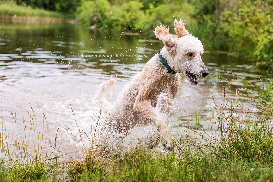 We dog leaps from water at Ontario conservation area.