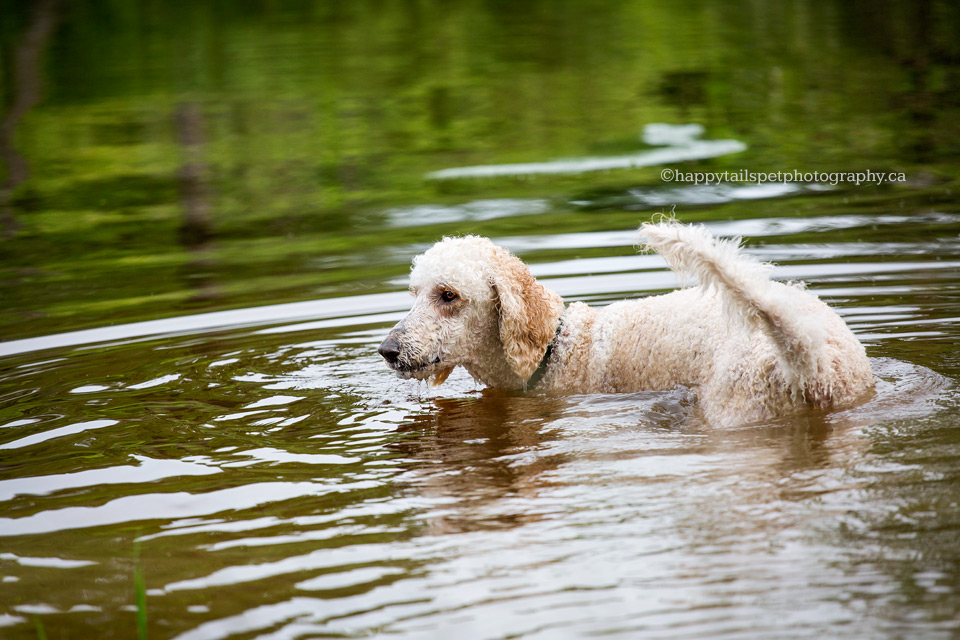 Dog swimming at Hamilton dog beach.